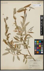 Foto von Salix alba L.